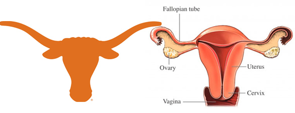 Bull-Uterus.jpg